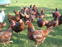 Pictures From Old Website