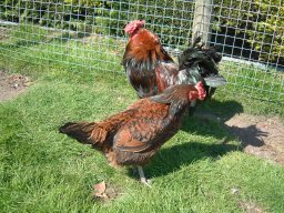 Pictures From Old Website