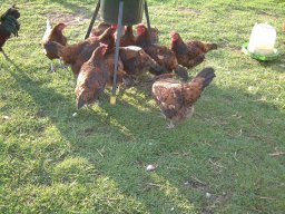 Pictures From Old Website