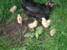 Pictures From Old Website