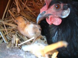 Pictures From Old Website