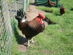 Pictures From Old Website