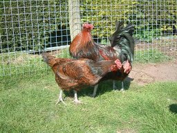 Pictures From Old Website