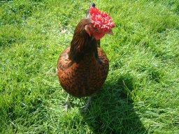 Pictures From Old Website