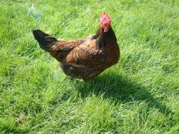 Pictures From Old Website