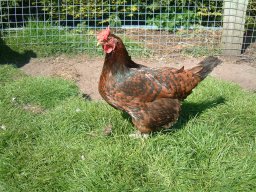 Pictures From Old Website