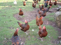 Pictures From Old Website