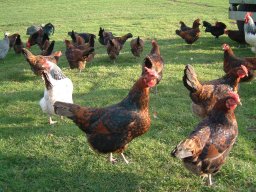 Pictures From Old Website