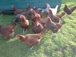 Pictures From Old Website