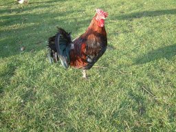 Pictures From Old Website